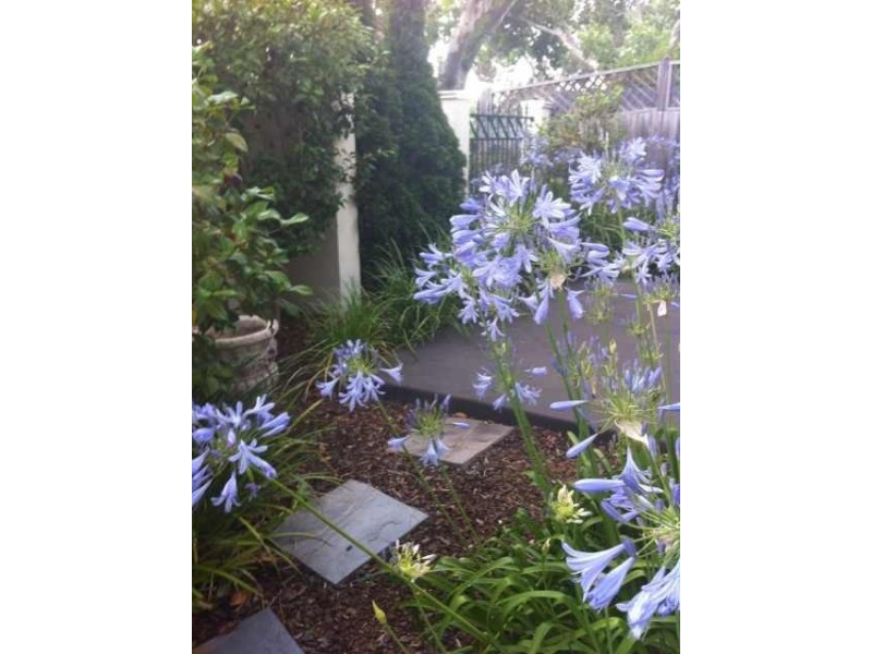 1/483 St Kilda Street, Elwood VIC 3184