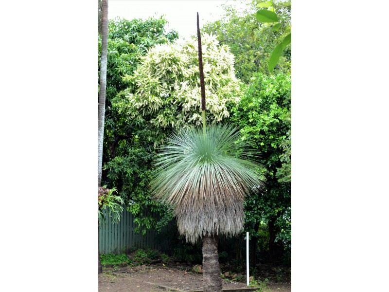 8 McLean Street, North Ipswich QLD 4305