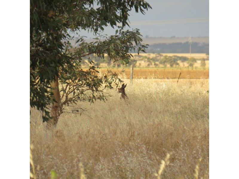 49 Main Road, Redhill SA 5521