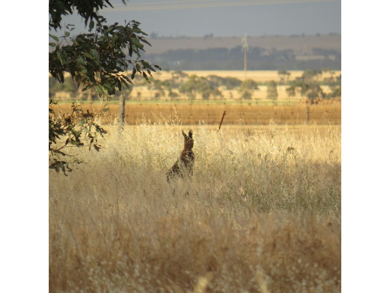 49 Main Road, Redhill SA 5521