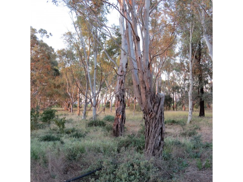 49 Main Road, Redhill SA 5521