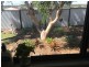 21 Curlew Street, Meringandan West QLD 4352