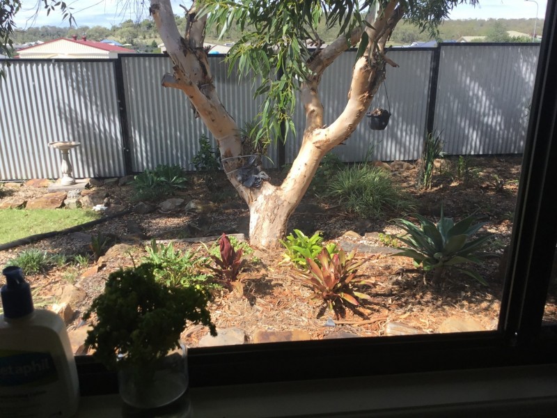 21 Curlew Street, Meringandan West QLD 4352