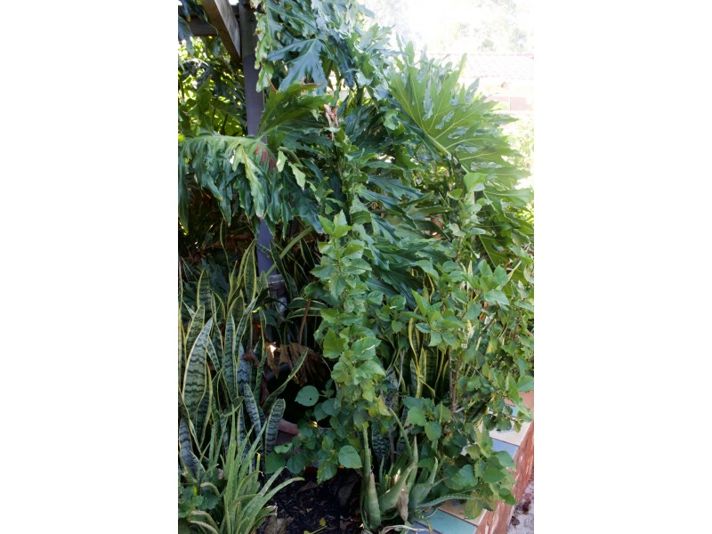 38 Wyatt Road, Bayswater WA 6053