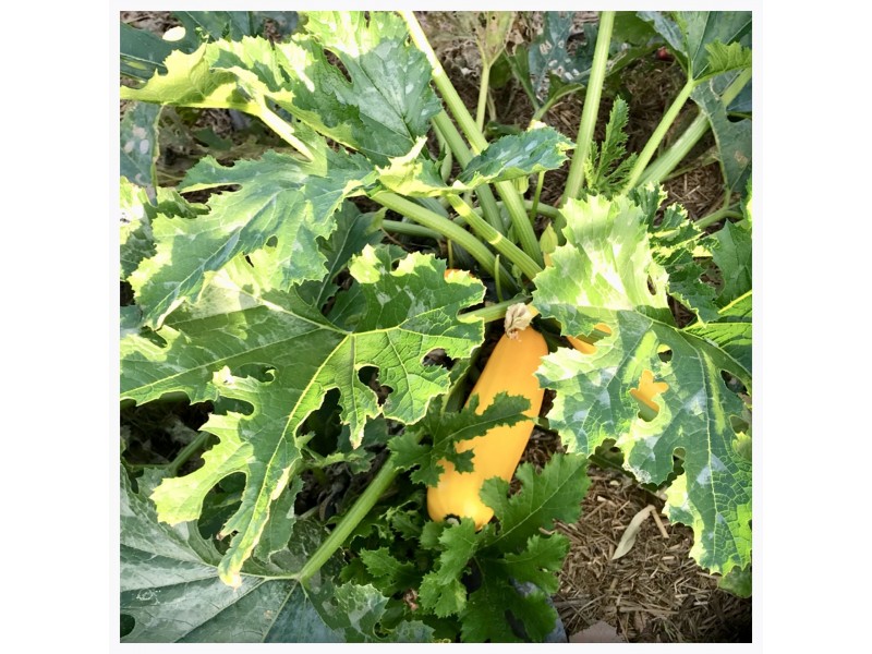 22 William Street, Clifton QLD 4361