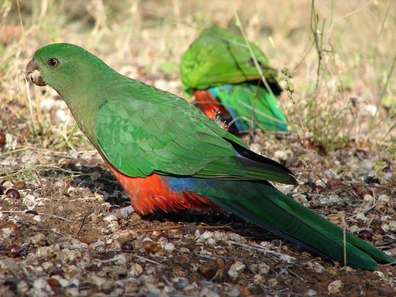 16 Ironwood Avenue, Cooktown QLD 4895