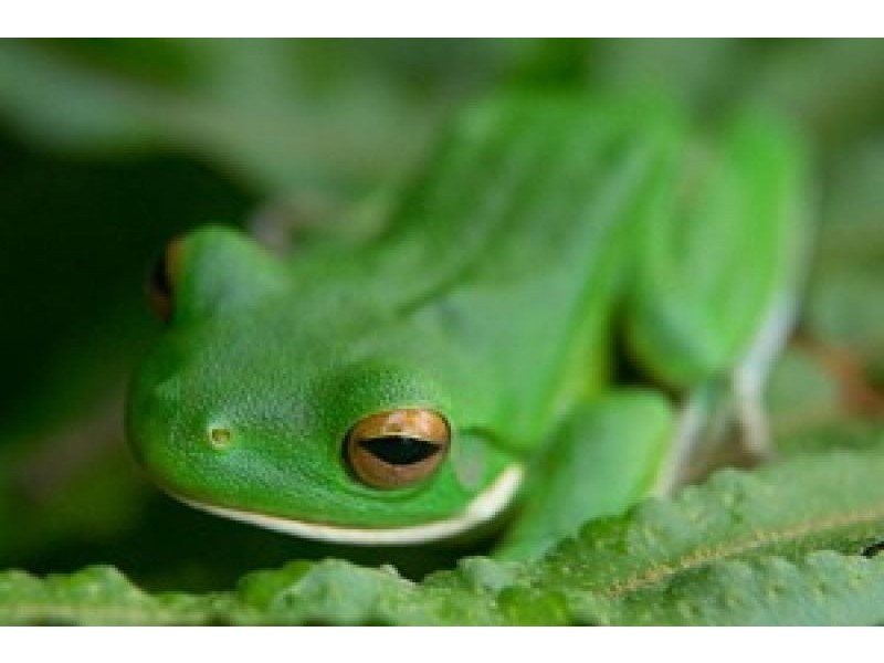 17 Stewart Street, Daintree QLD 4873