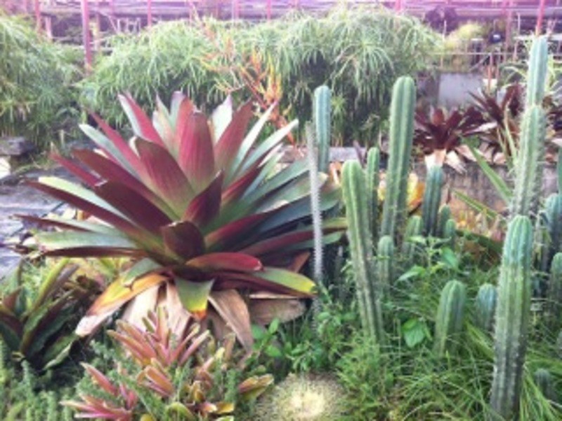 60 YAGERS LANE, Byron Bay NSW 2481