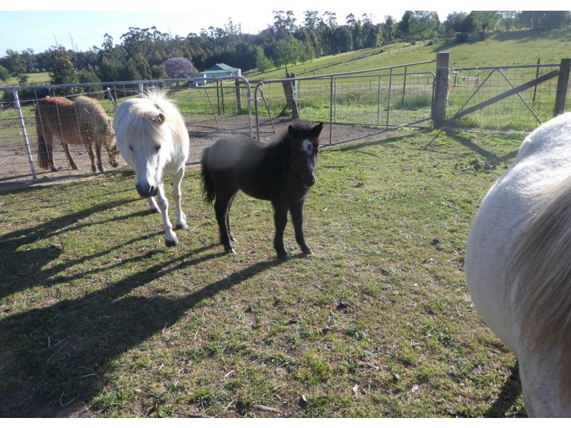 28 Sycamore Grove, Kinglake VIC 3763