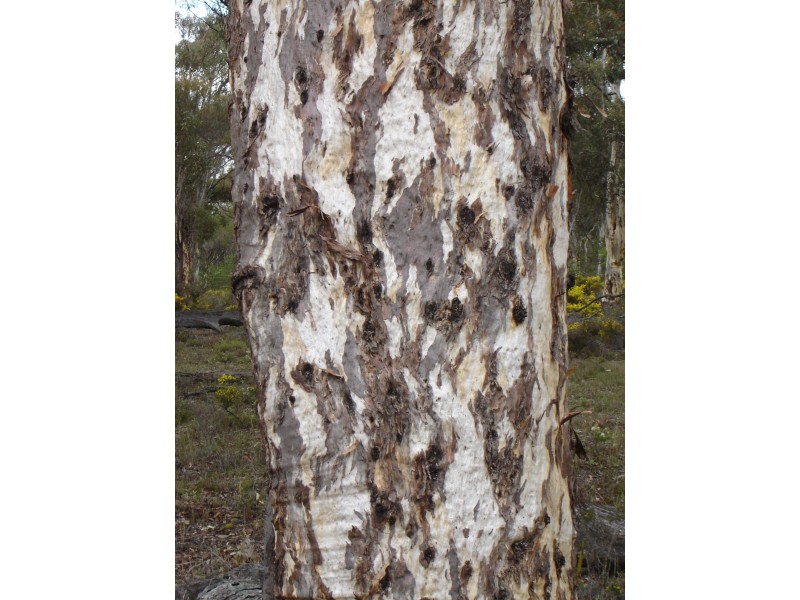 Lot 7082 Helena Road, St Ronans WA 6302