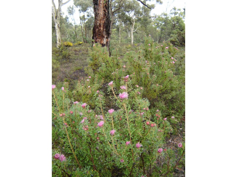 Lot 7082 Helena Road, St Ronans WA 6302