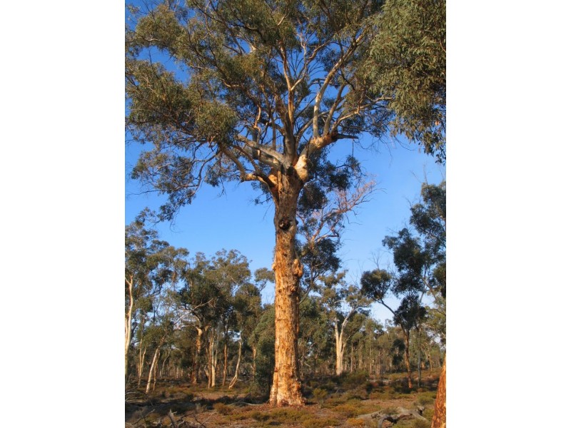 Lot 7082 Helena Road, St Ronans WA 6302