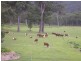 1132 White Swamp Road, Old Koreelah NSW 2476