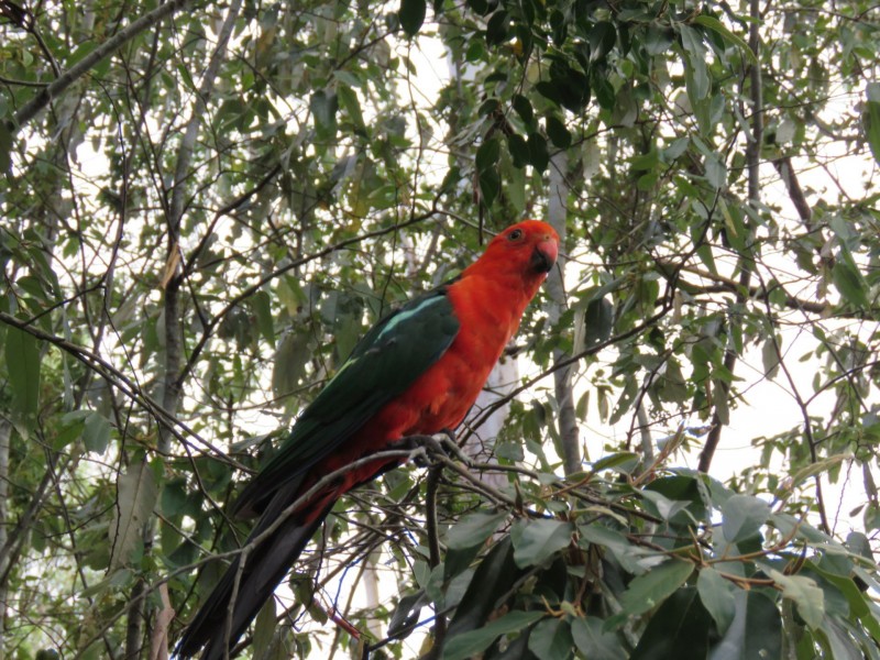 9 Waterfall Drive, Wongawallan QLD 4210