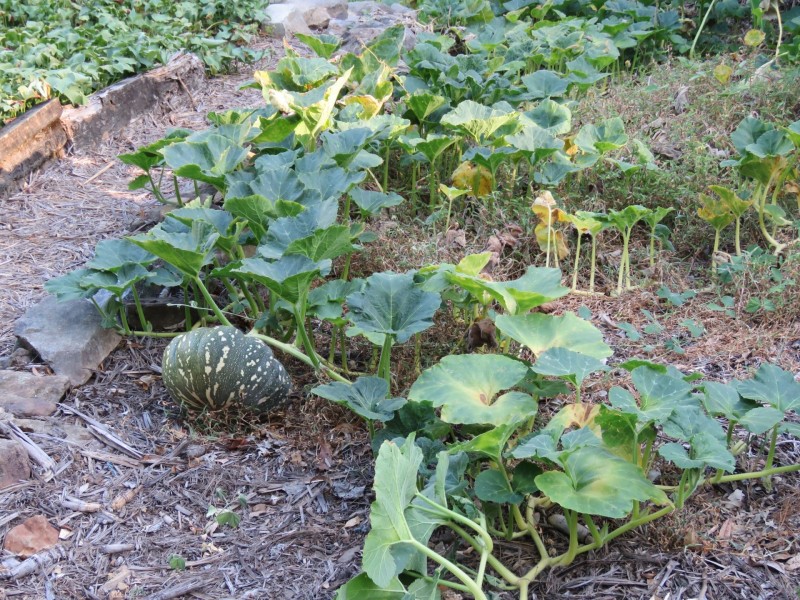 9 Waterfall Drive, Wongawallan QLD 4210