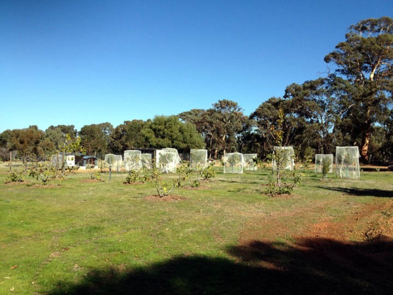 10 Leschenaultia Drive, Chittering WA 6084