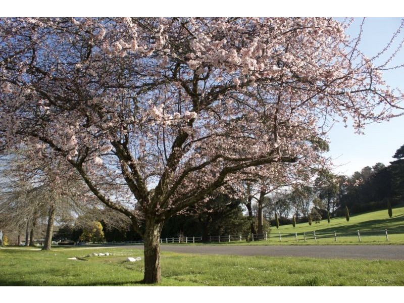 36 Davy St, Woodend VIC 3442