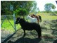 Lot 3 Neagles Lane, Tenterfield NSW 2372