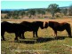Lot 3 Neagles Lane, Tenterfield NSW 2372