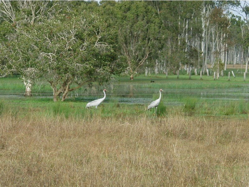 Baffle Creek QLD 4674