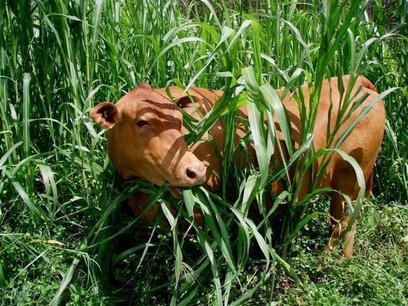 Baffle Creek QLD 4674