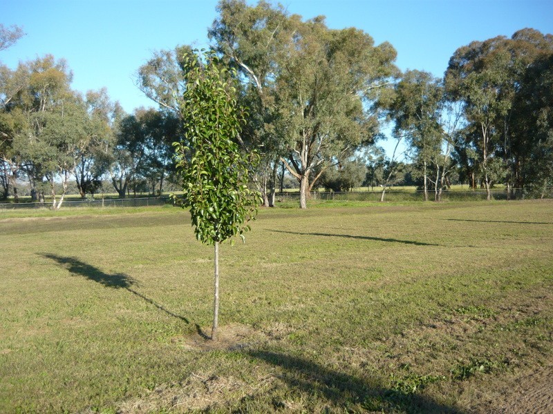 17 Drumwood Road, Jindera NSW 2642