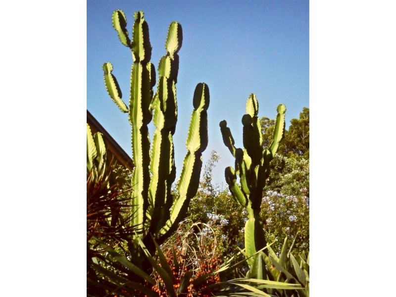 38 Wyatt Road, Bayswater WA 6053