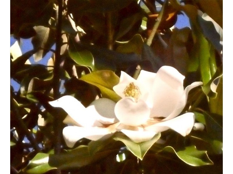 38 Wyatt Road, Bayswater WA 6053