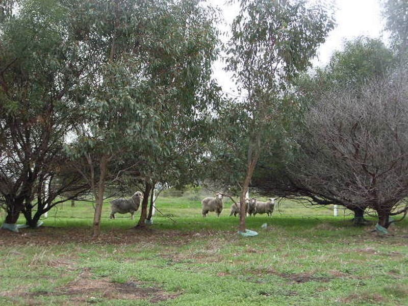 88 Bournbrook Avenue, Cardup WA 6122