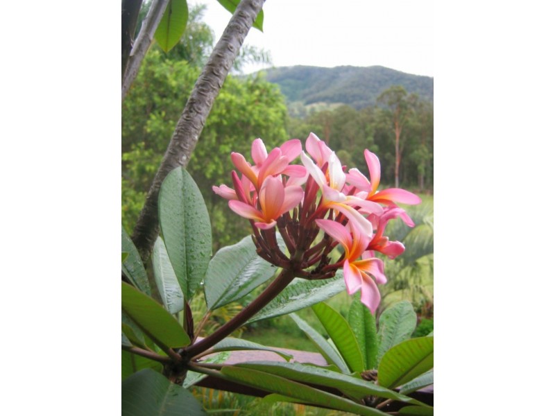 1 Fegans Road, Wauchope NSW 2446