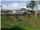 Lot 605 William Scott Cct, Craigburn Farm SA 5051
