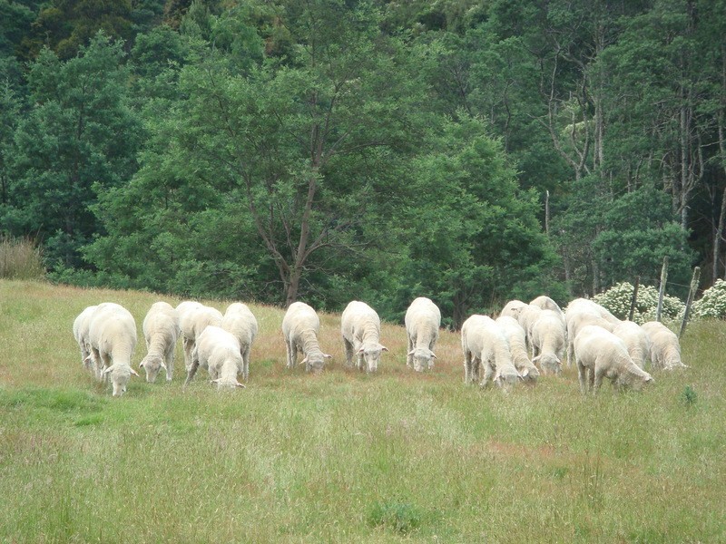 635 Gulf Road, Liffey TAS 7301