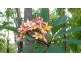 86 Wetherby Road, Girraween NT 0836