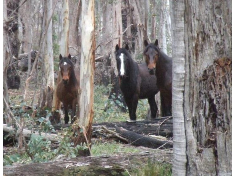 230 Bradleys Drive, Nurenmerenmong NSW 2649