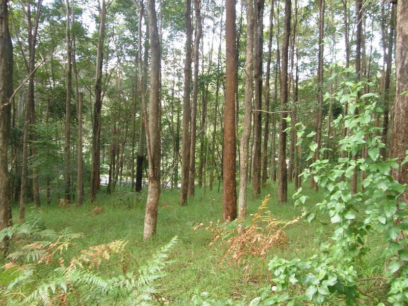 46 Stewart Court, Doonan QLD 4562