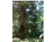Cedar Creek QLD 4207
