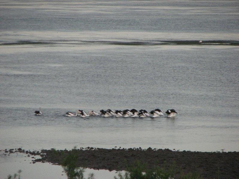 Lot 2/41 Forrest Avenue, Newhaven VIC 3925