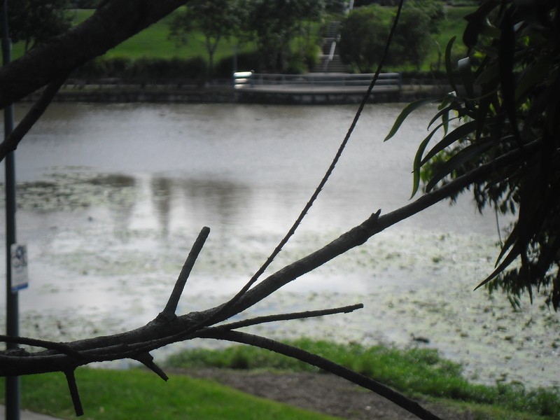 Pacific Pines QLD 4211