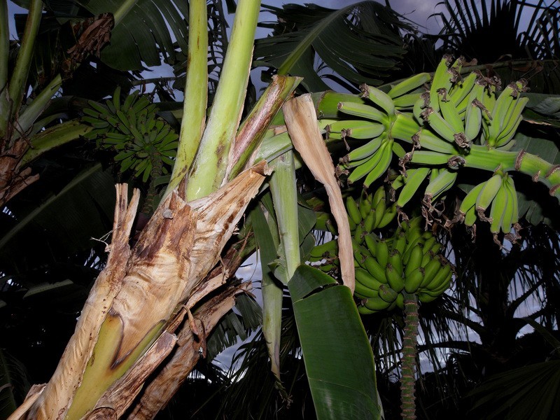 28 Highfield Drive, Aberfoyle Park SA 5159