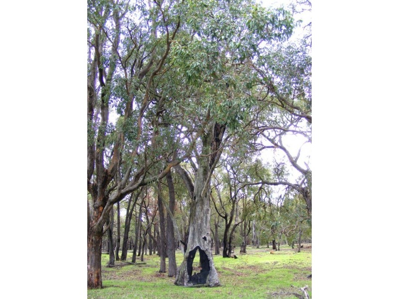 332 Maine Anjou Drive, Lower Chittering WA 6084