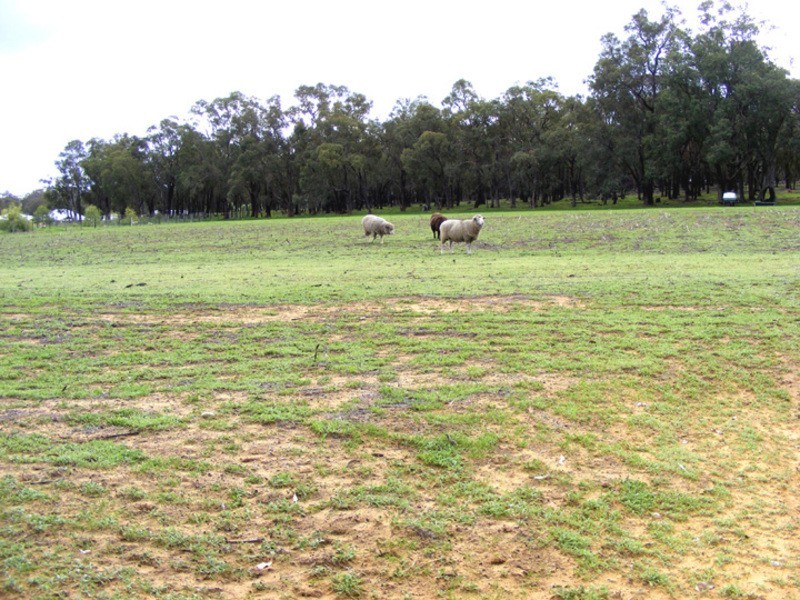 332 Maine Anjou Drive, Lower Chittering WA 6084