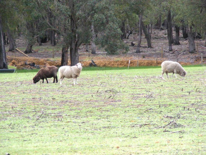 332 Maine Anjou Drive, Lower Chittering WA 6084