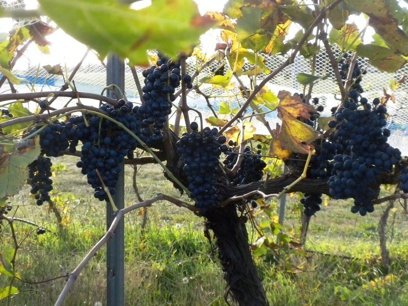 55 Gibbs Road, Majorca VIC 3465