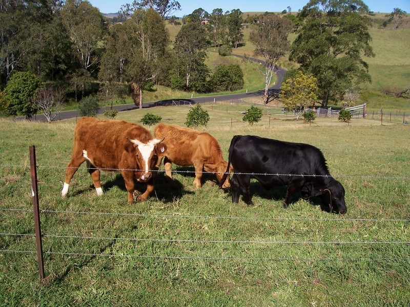 462 Omagh Road, Cedar Point NSW 2474