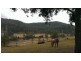 253  Upper Yango Creek Rd, Wollombi NSW 2325