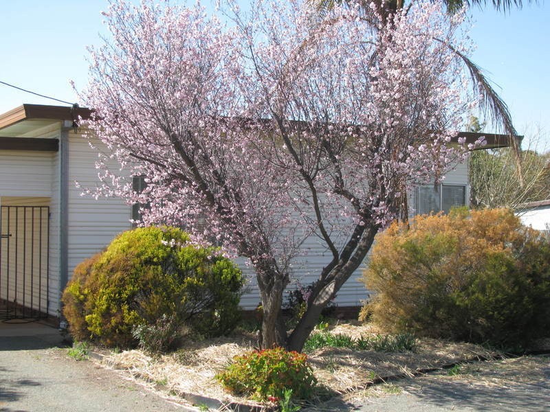 33 Ford Street, Ganmain NSW 2702