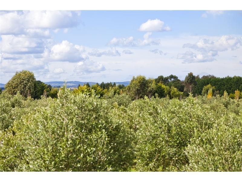 35 Kettle Lane, Birregurra VIC 3242