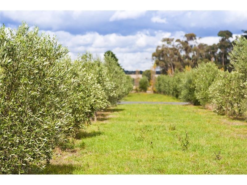 35 Kettle Lane, Birregurra VIC 3242