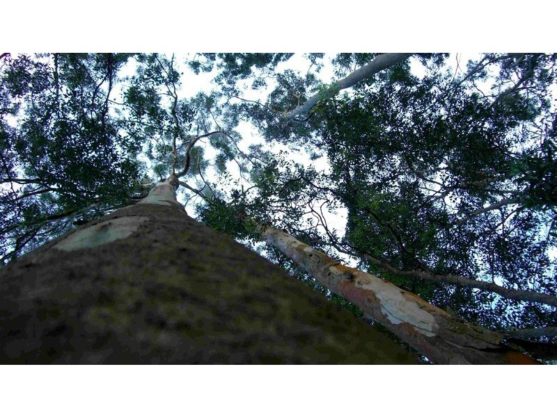 12 BREYNIA COURT, Elanora QLD 4221