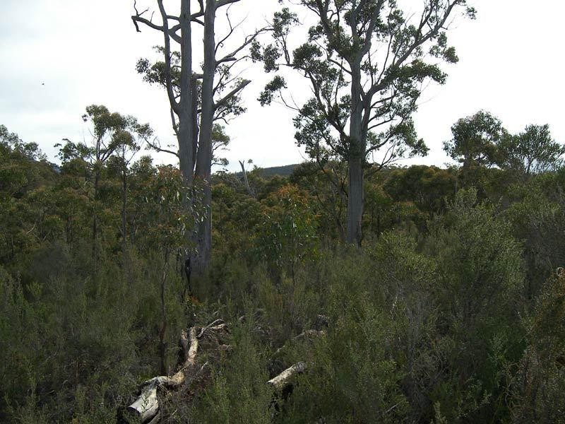 RA Hastings Esplanade, Hastings TAS 7109